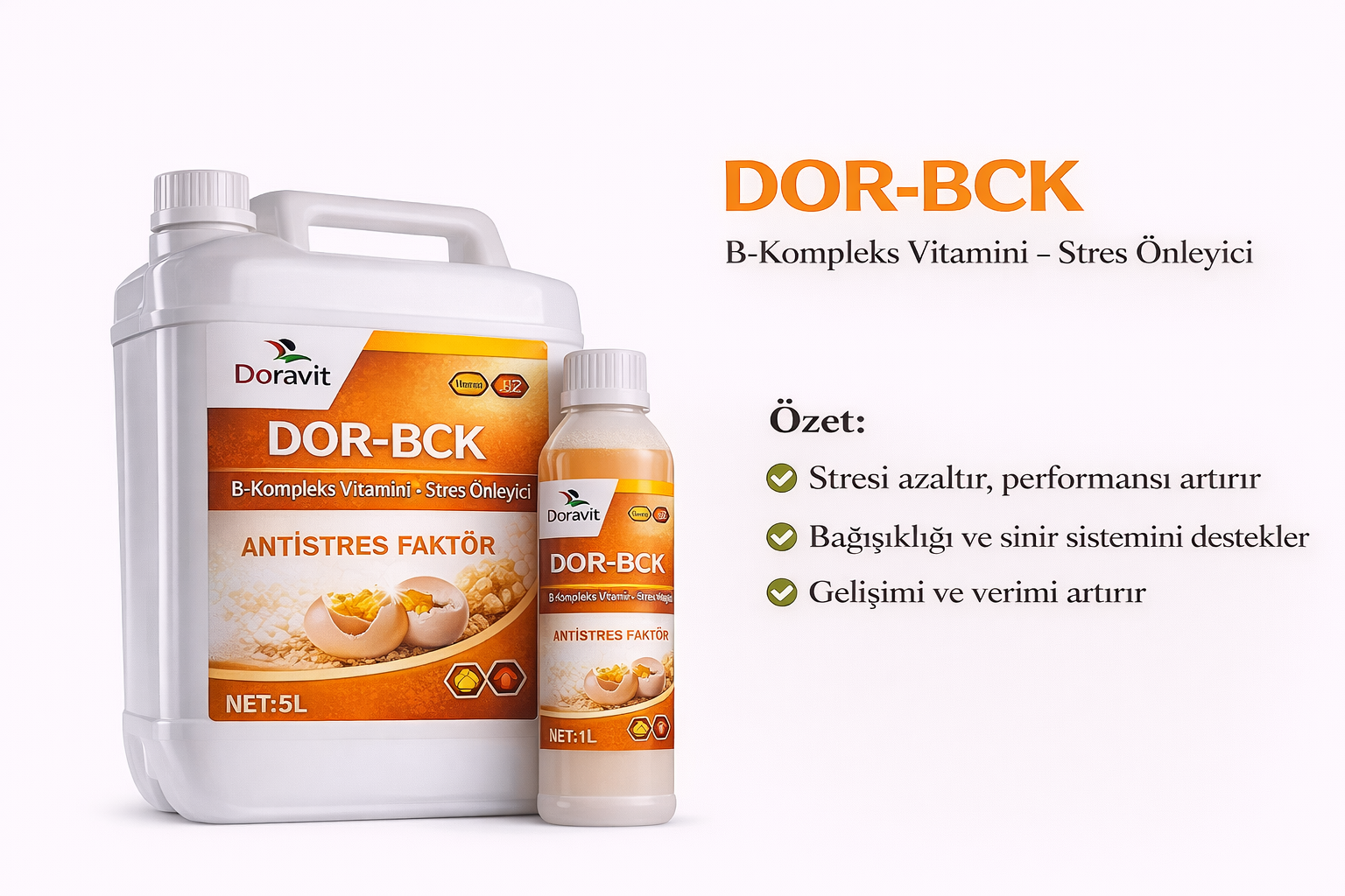 DOR-BCK