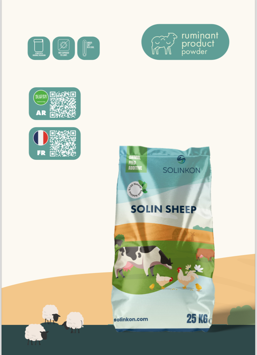 SOLIN SHEEP